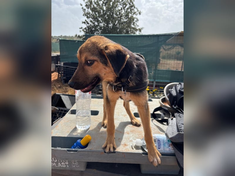 Gigi  ist in der Südpfalz zu besuchen