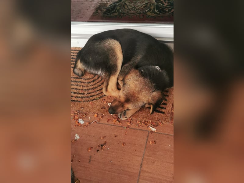 Gigi  ist in der Südpfalz zu besuchen