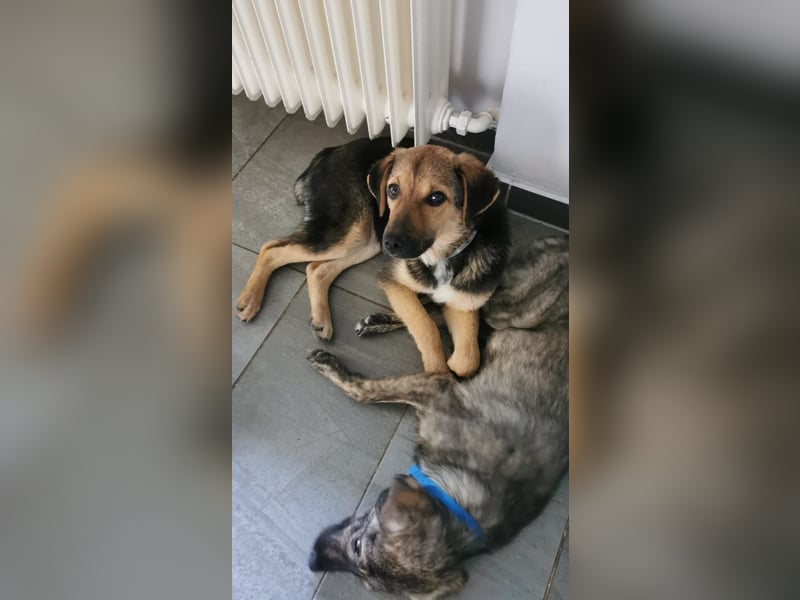 Gigi  ist in der Südpfalz zu besuchen