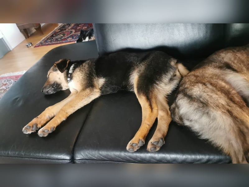 Gigi  ist in der Südpfalz zu besuchen