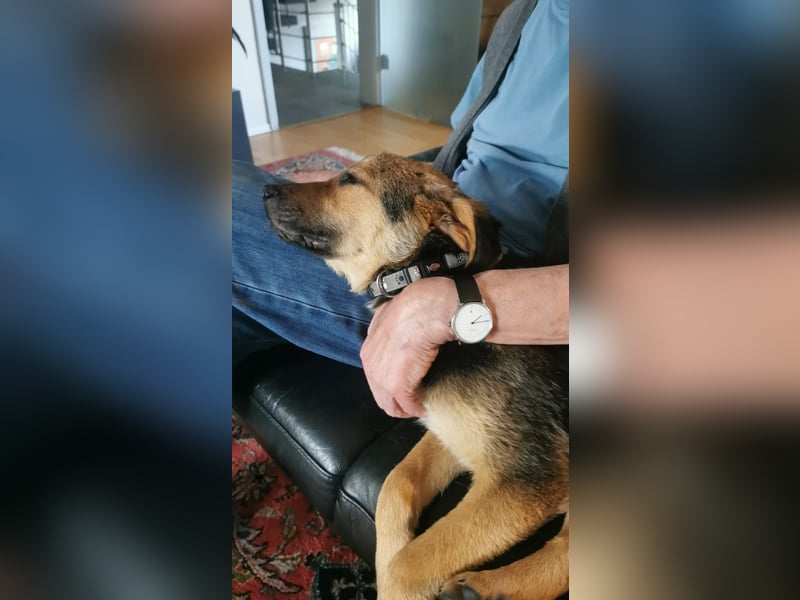 Gigi  ist in der Südpfalz zu besuchen