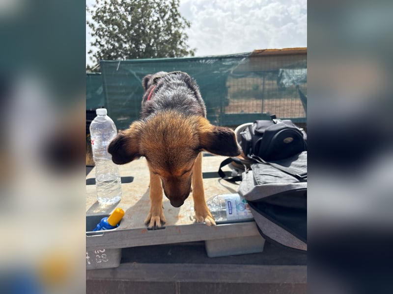 Gigi  ist in der Südpfalz zu besuchen
