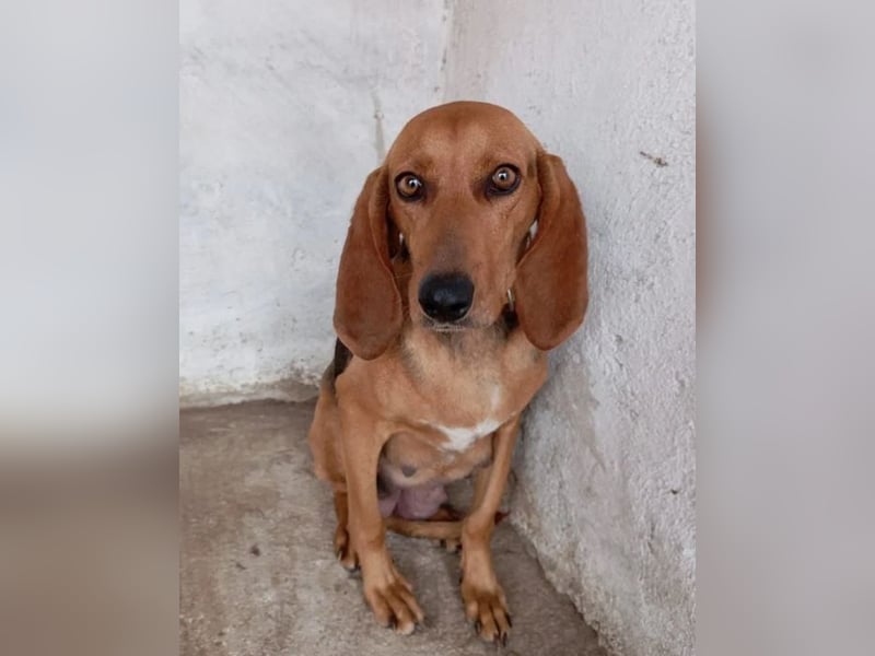 Mina, zarte Junghündin auf der Suche nach einem Zuhause!