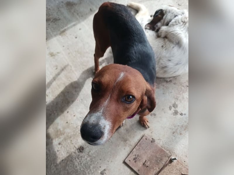 Hermine sucht wundervolles Zuhause!
