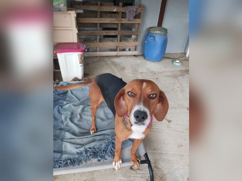 Hermine sucht wundervolles Zuhause!