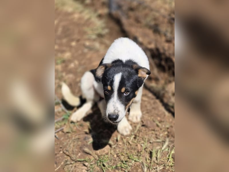Yuna sucht wundervolle Familie!