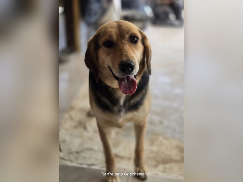 Lara sucht ein tolles Zuhause!