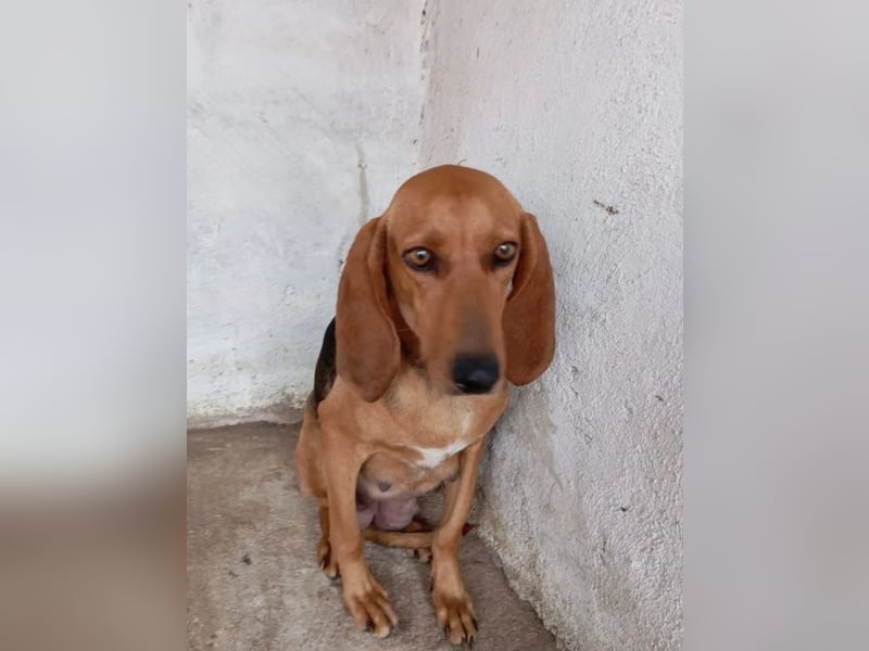 Mina, zarte Junghündin auf der Suche nach einem Zuhause!