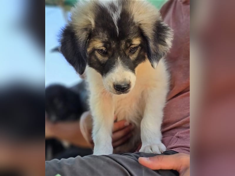 Marcy sucht wundervolles Zuhause!