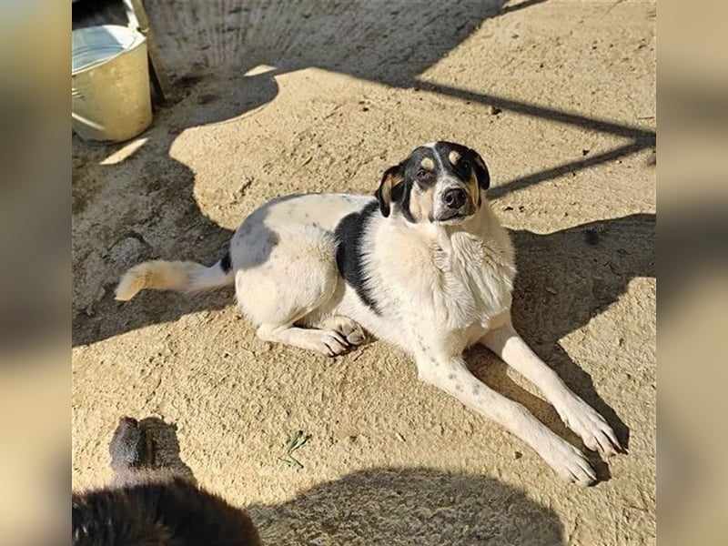 Lissy, wer hat ein Plätzchen für dieses hübsche Mädchen?