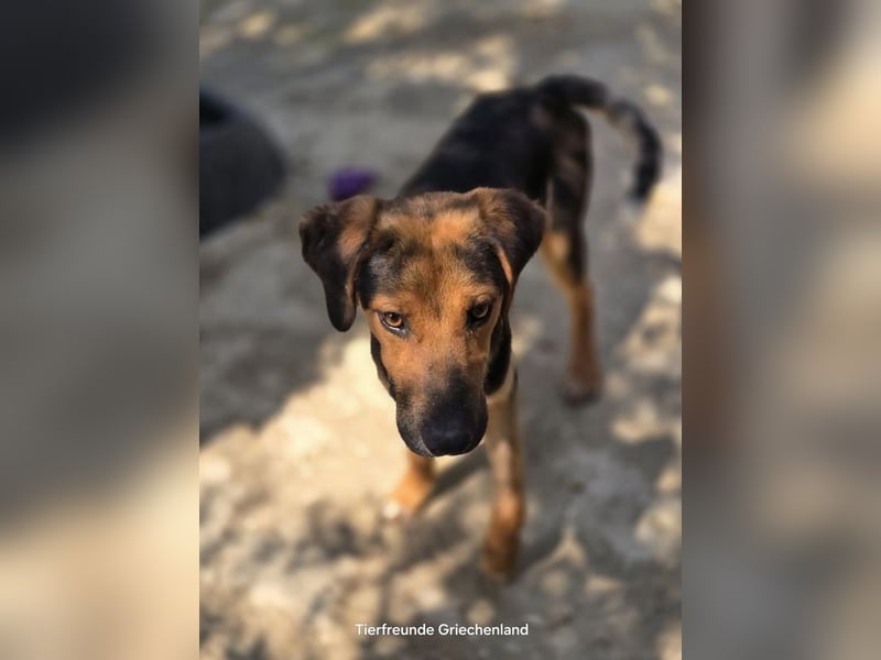 Jutta - unsere kleine Strandprinzessin sucht ihr Für-immer-Zuhause!