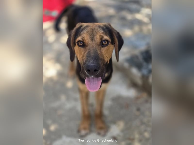 Jutta - unsere kleine Strandprinzessin sucht ihr Für-immer-Zuhause!