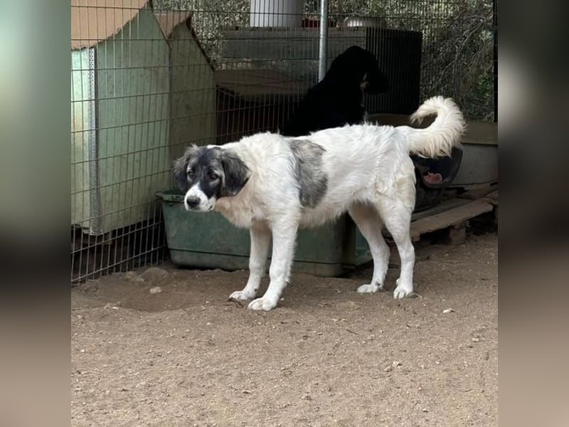 Marcy sucht wundervolles Zuhause!
