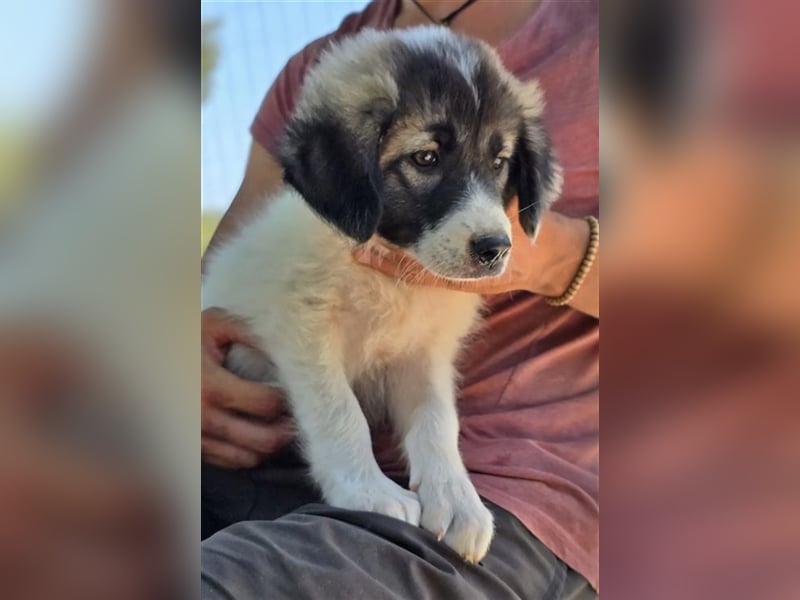 Marcy sucht wundervolles Zuhause!