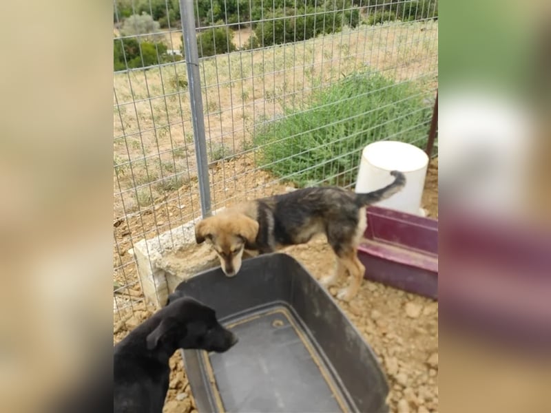 Lucky, wunderschöne Fellnase auf der Suche nach einem Zuhause!