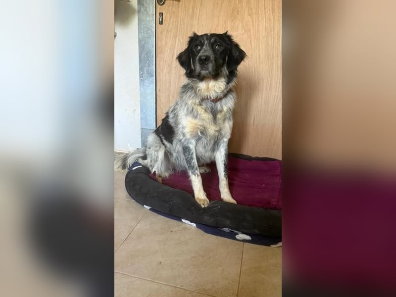 Leia, kleine Lakritznase sucht liebevolle Familie!
