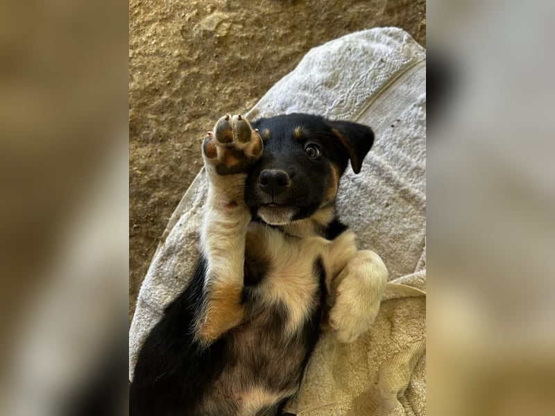 Dorea, auf der Suche nach einem Traumzuhause!
