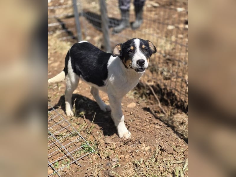 Yuna sucht wundervolle Familie!