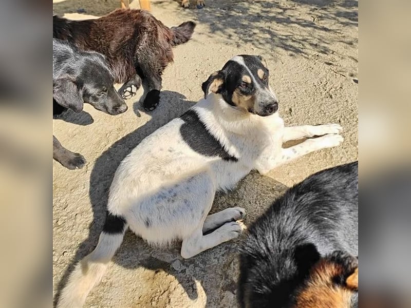 Lissy, wer hat ein Plätzchen für dieses hübsche Mädchen?