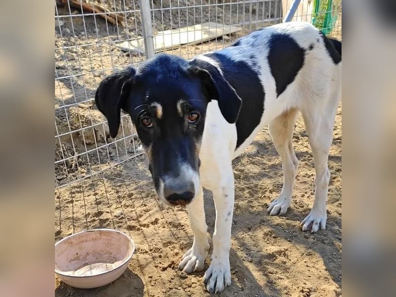 Linda sucht wundervolles Zuhause!