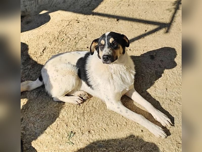 Lissy, wer hat ein Plätzchen für dieses hübsche Mädchen?
