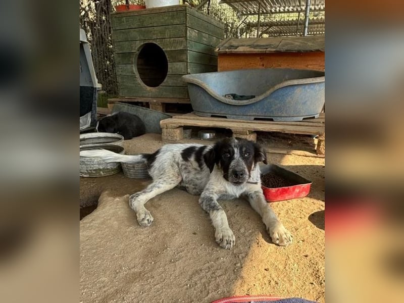 Leia, kleine Lakritznase sucht liebevolle Familie!