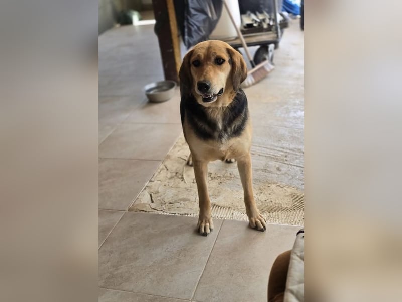 Lara sucht ein tolles Zuhause!