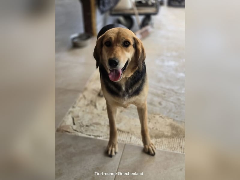 Lara sucht ein tolles Zuhause!