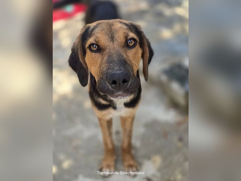 Jutta - unsere kleine Strandprinzessin sucht ihr Für-immer-Zuhause!