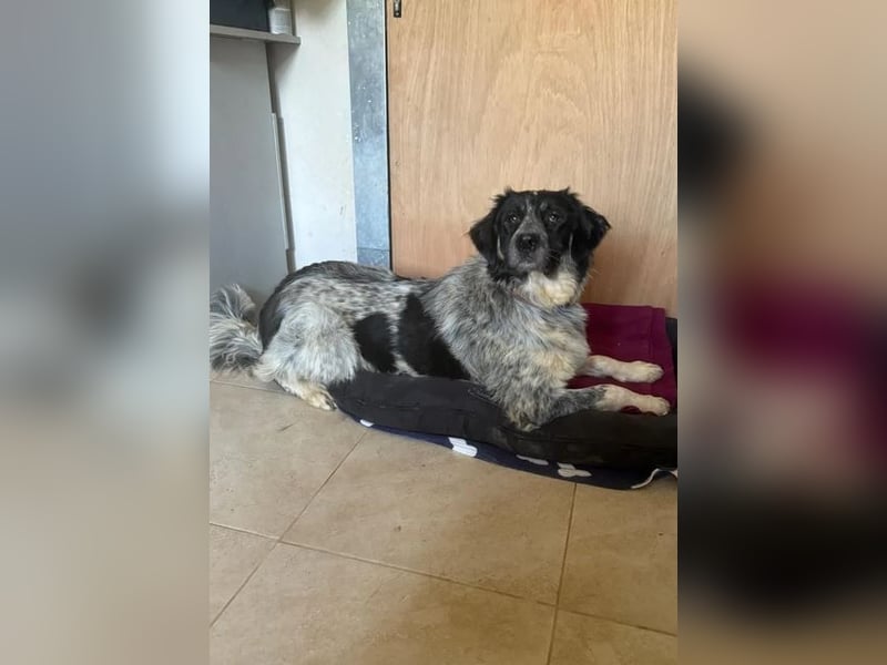 Leia, kleine Lakritznase sucht liebevolle Familie!