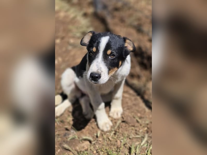 Yuna sucht wundervolle Familie!