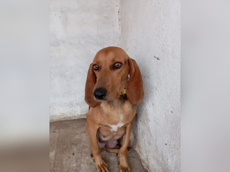 Mina, zarte Junghündin auf der Suche nach einem Zuhause!