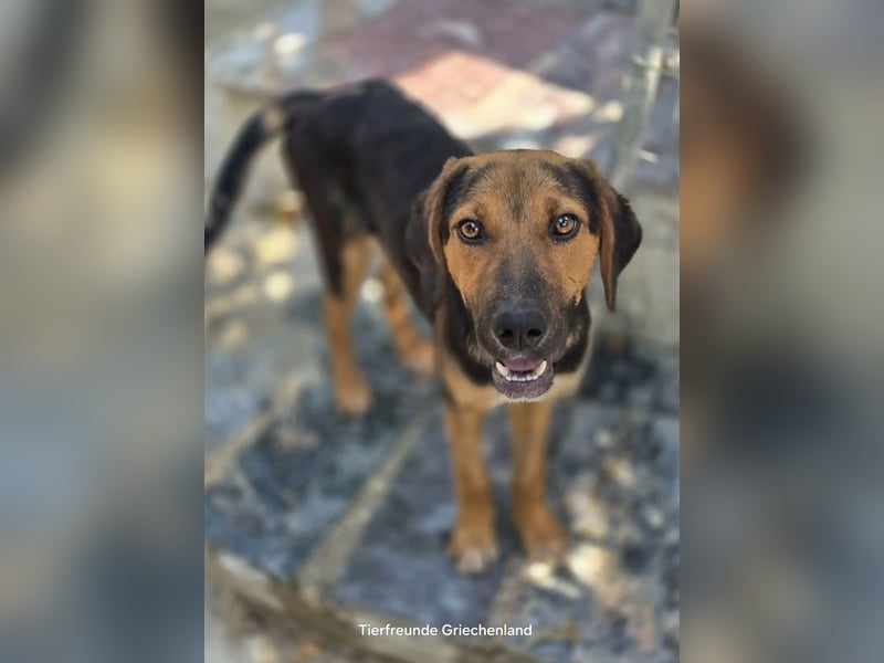 Jutta - unsere kleine Strandprinzessin sucht ihr Für-immer-Zuhause!