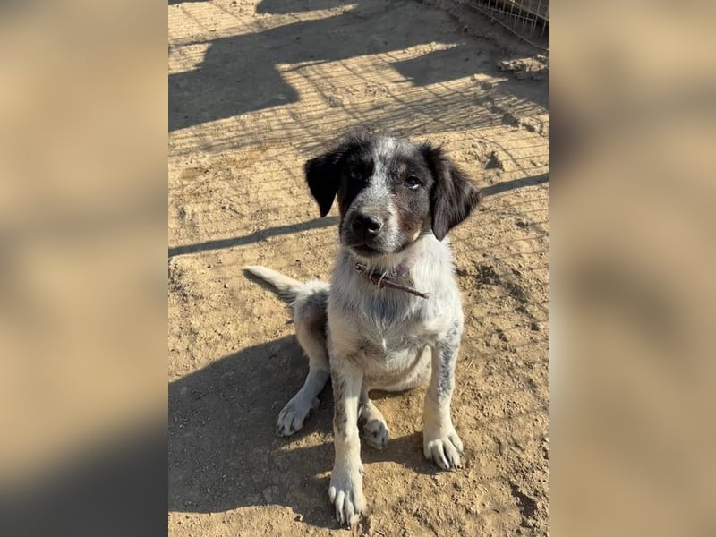 Leia, kleine Lakritznase sucht liebevolle Familie!