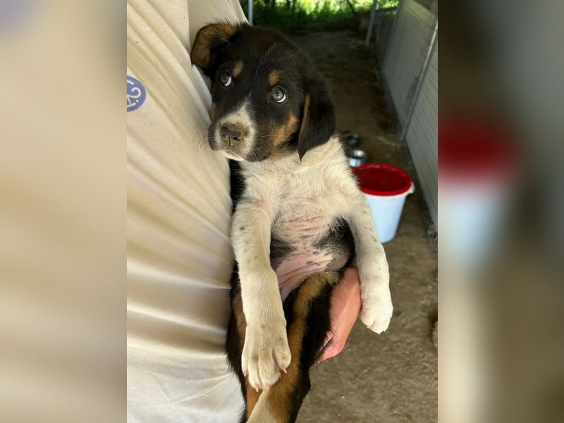 Nelly, auf der Suche nach einem tollen Zuhause!