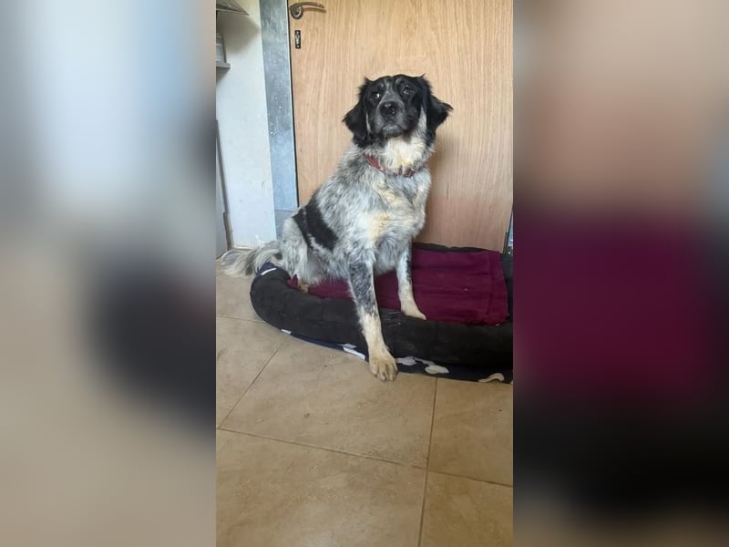 Leia, kleine Lakritznase sucht liebevolle Familie!