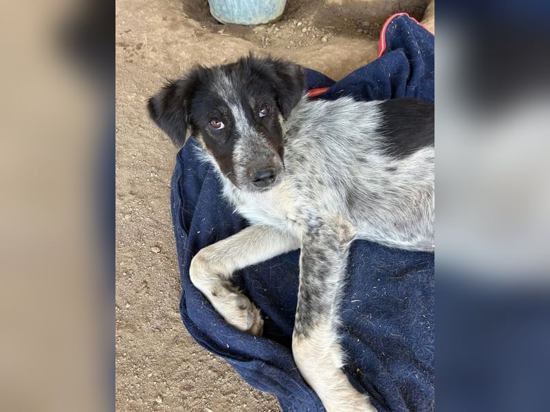 Leia, kleine Lakritznase sucht liebevolle Familie!