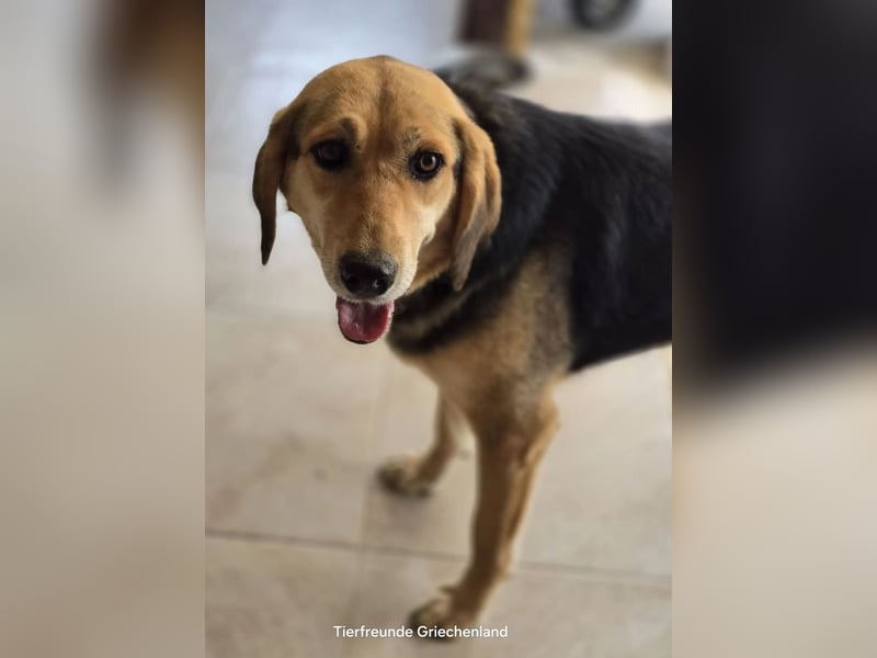 Lara sucht ein tolles Zuhause!