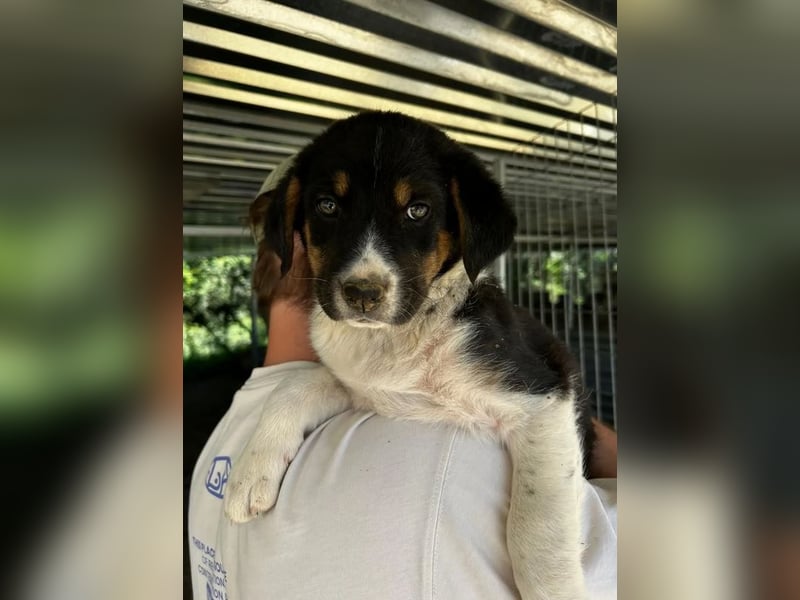 Nelly, auf der Suche nach einem tollen Zuhause!