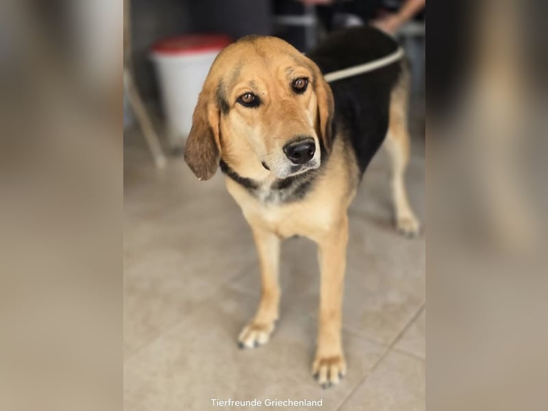 Lara sucht ein tolles Zuhause!