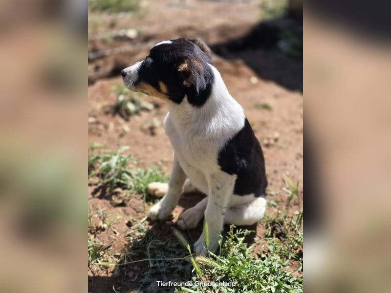 Yuna sucht wundervolle Familie!