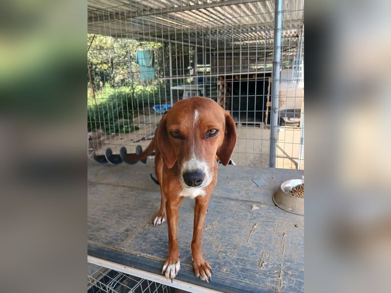 Hermine sucht wundervolles Zuhause!
