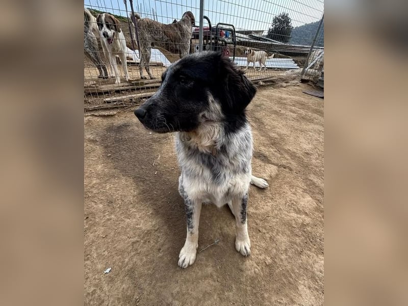 Leia, kleine Lakritznase sucht liebevolle Familie!