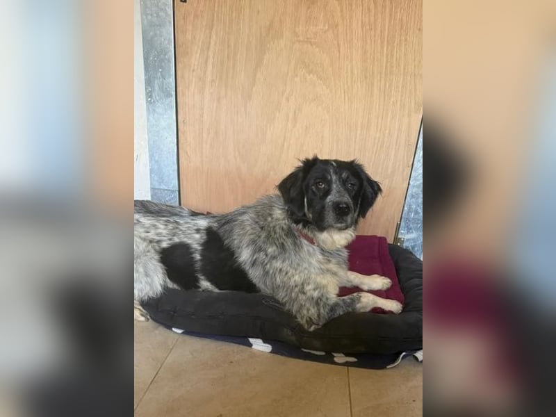 Leia, kleine Lakritznase sucht liebevolle Familie!