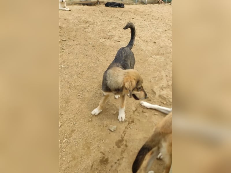 Lucky, wunderschöne Fellnase auf der Suche nach einem Zuhause!