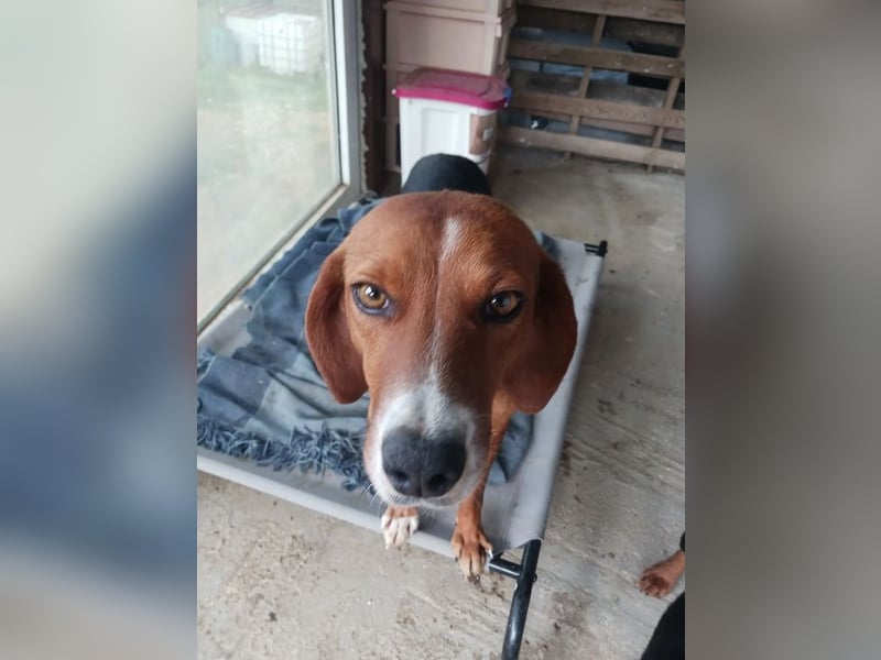 Hermine sucht wundervolles Zuhause!