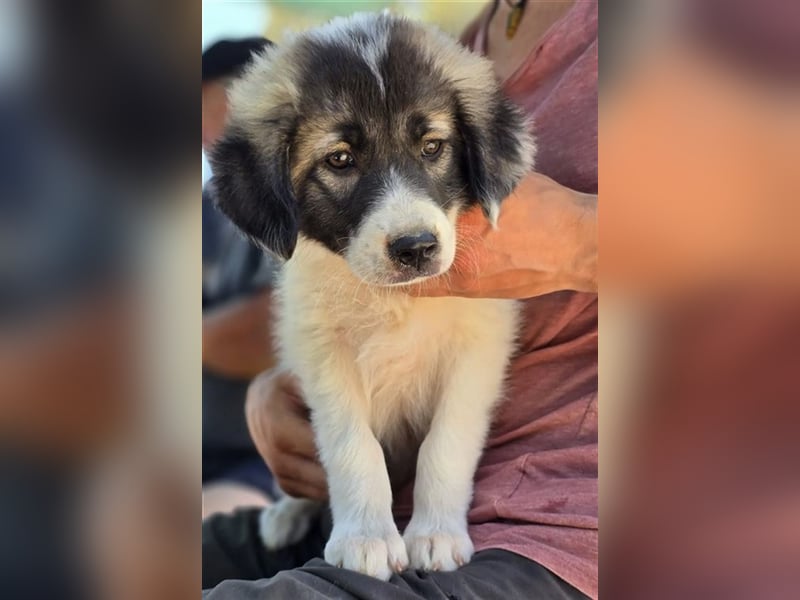 Marcy sucht wundervolles Zuhause!