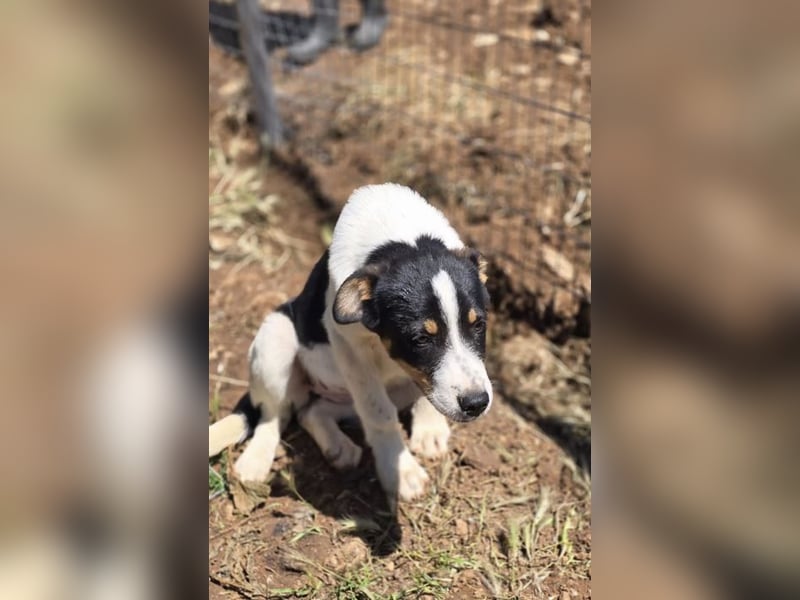 Yuna sucht wundervolle Familie!