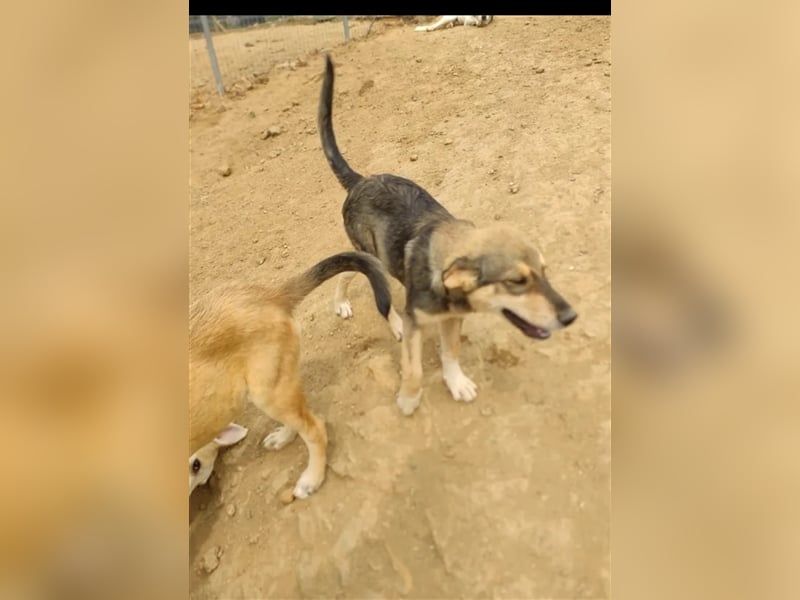 Lucky, wunderschöne Fellnase auf der Suche nach einem Zuhause!
