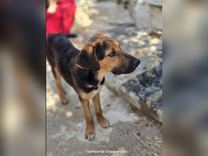 Jutta - unsere kleine Strandprinzessin sucht ihr Für-immer-Zuhause!
